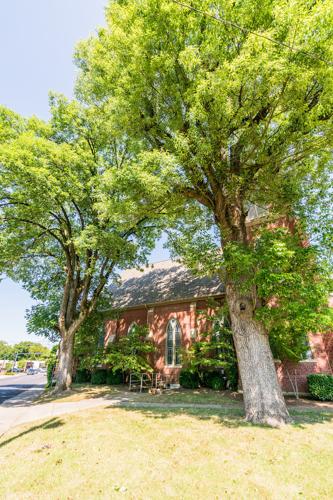 Ash trees FUMC