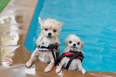Dogs pool