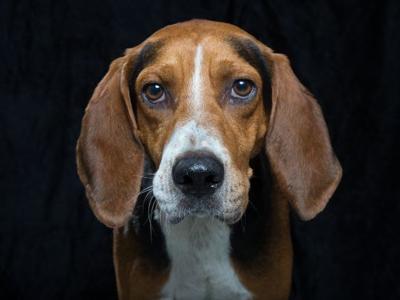 WCAC Beagle
