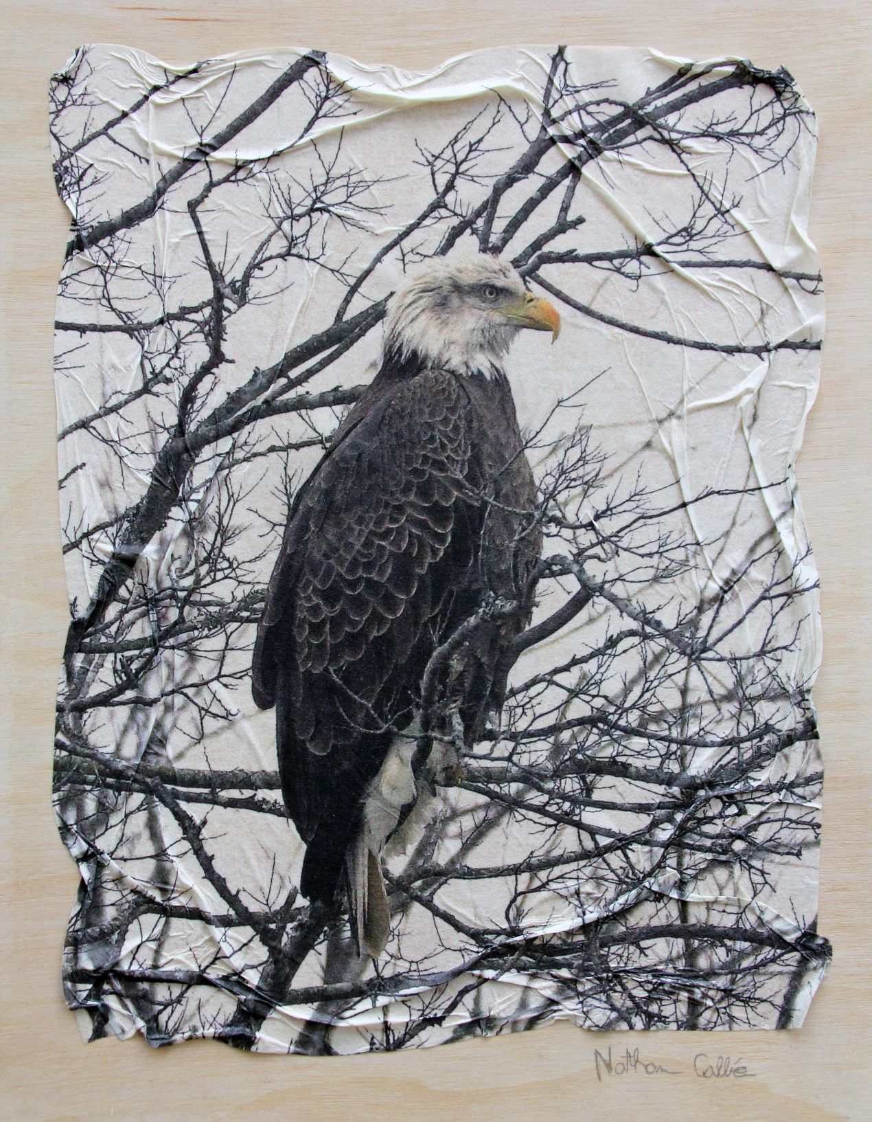 Bald Eagle Collie