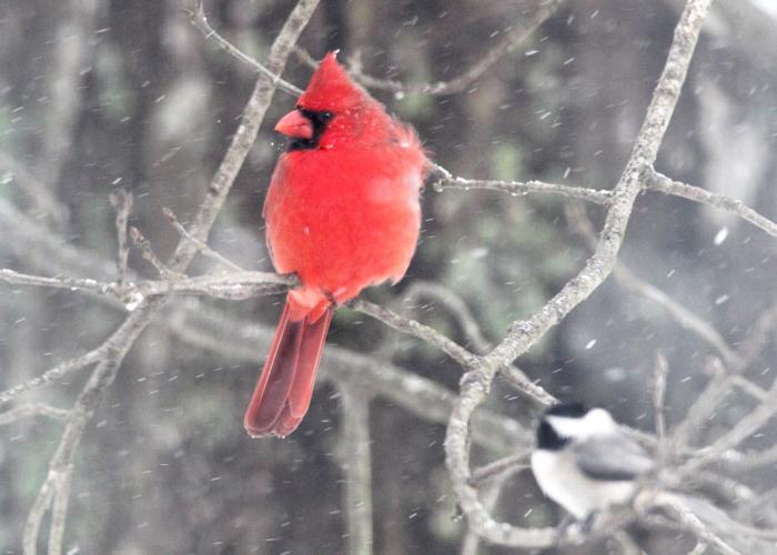Cardinal Chickadee