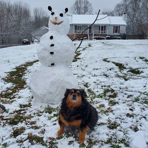 snowman and funny dog