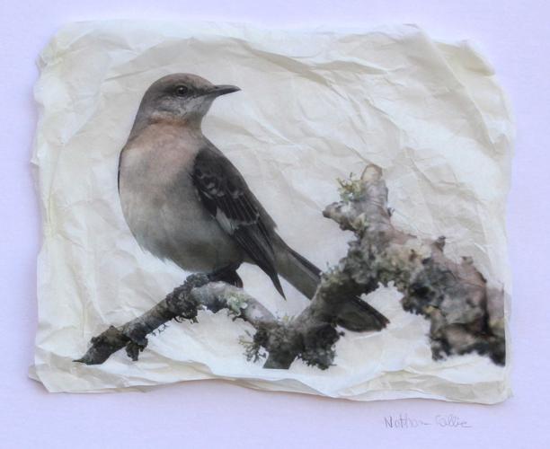 Mockingbird Gampi