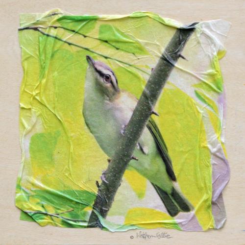 Redeyed Vireo