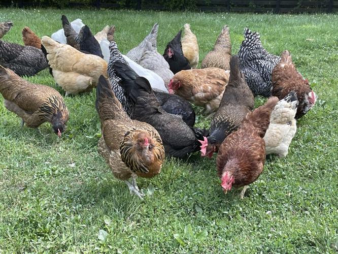 Hens Red Thread Farm