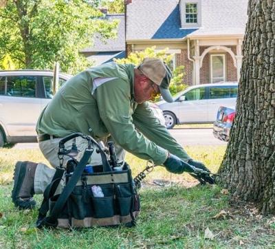 Emerald Ash Borer treatment