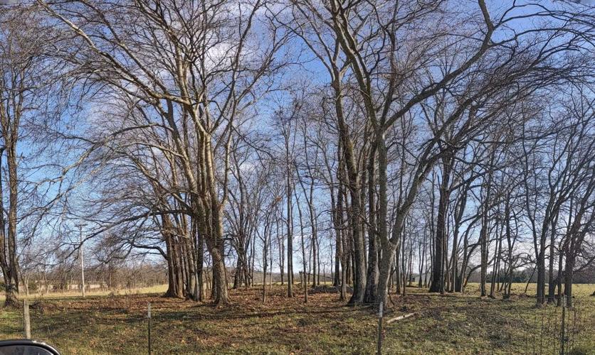 York land placed in easement