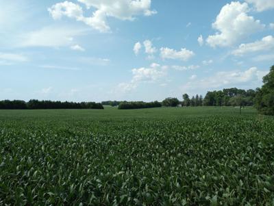 field Livingfield More