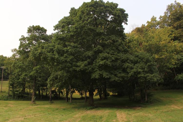 Menefee Farm 06