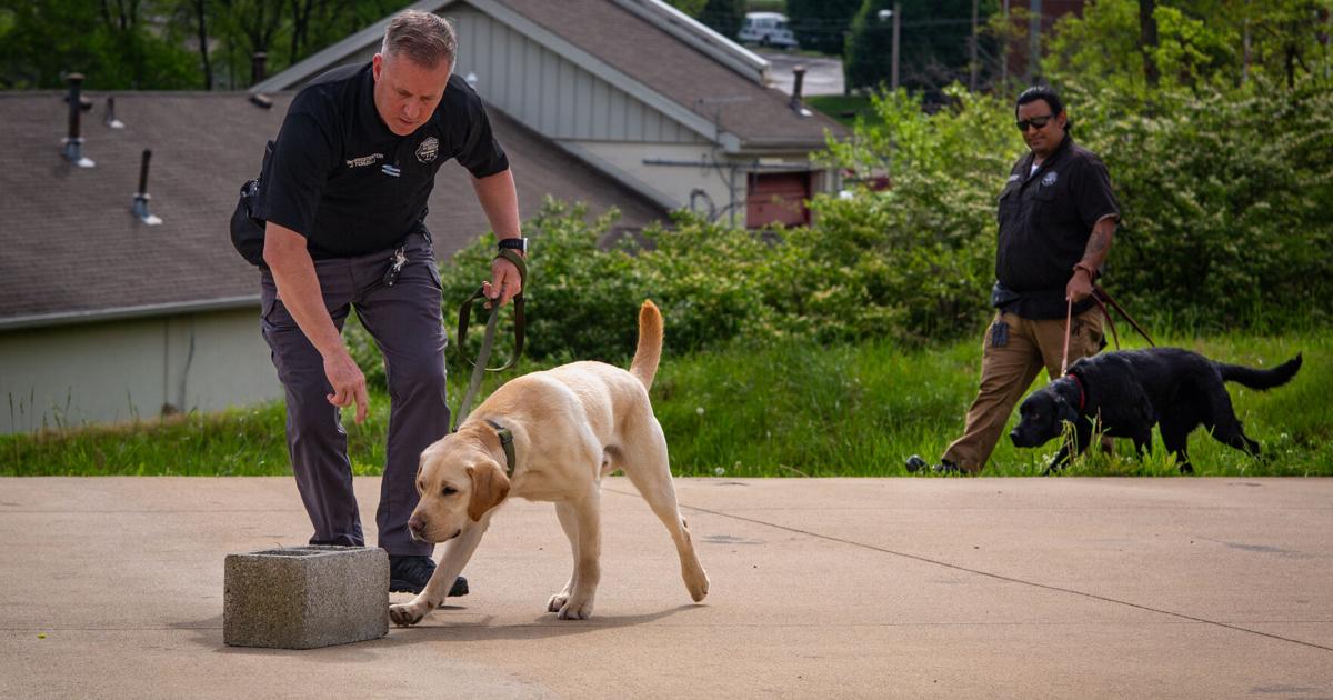 Nashville Fire welcomes new accelerant-detection K-9s | News ...
