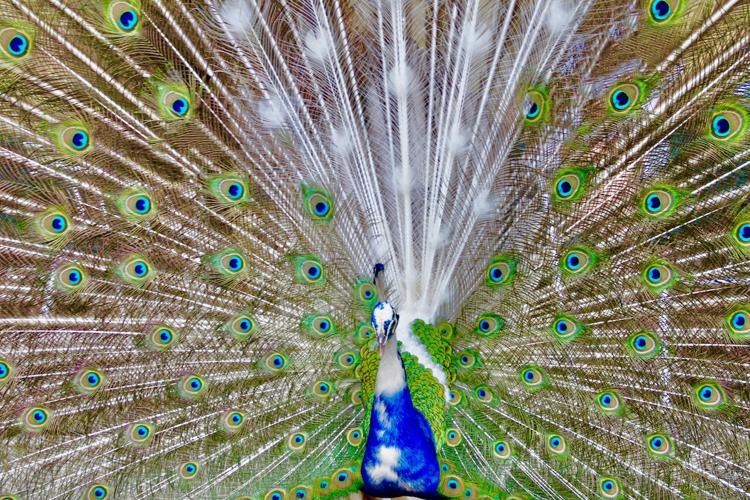 BiancaMasonPeacocklll.jpg