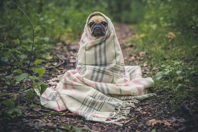 Cold Dog