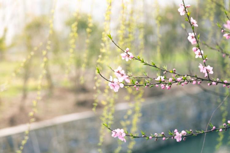 spring flower 1