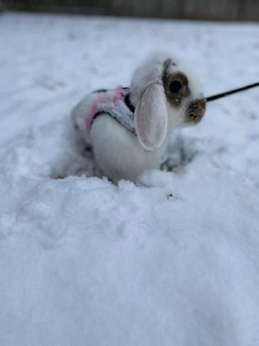 Snow bunny