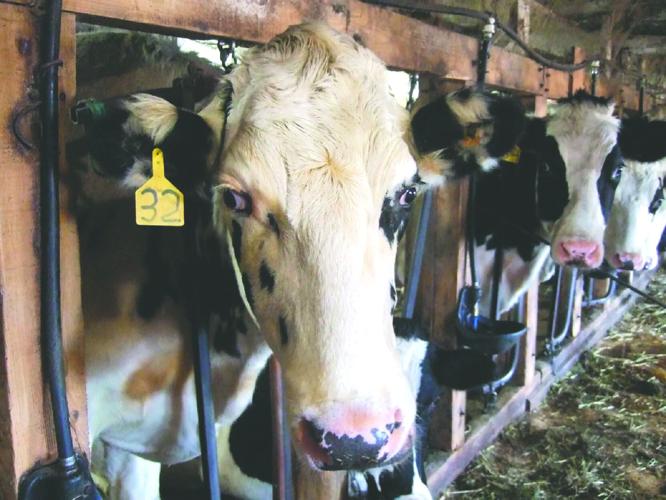 Waterbury — a dairy town no more | Region/State | willistonobserver.com