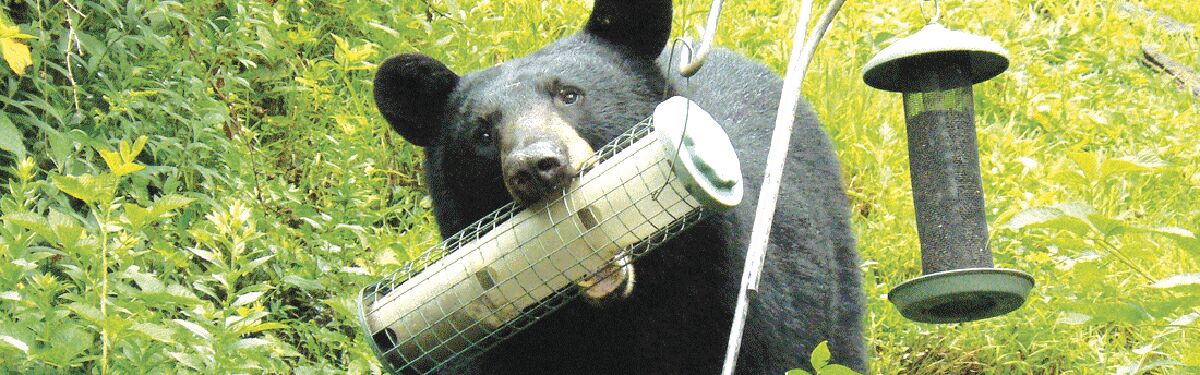Bears In Spring Bears emerge early this spring | Region/State | willistonobserver.com