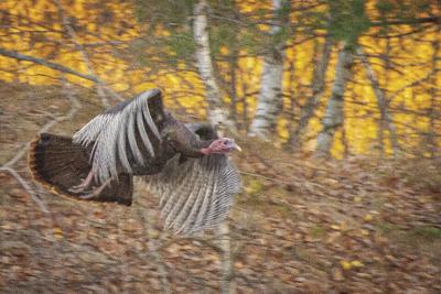 Turkey in flight