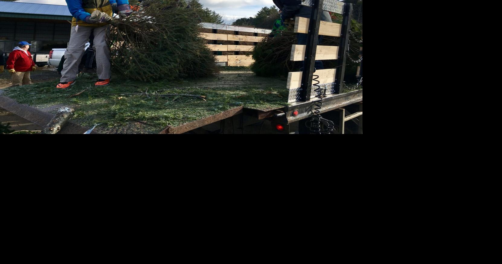 Boy Scouts Christmas Tree collection Archive