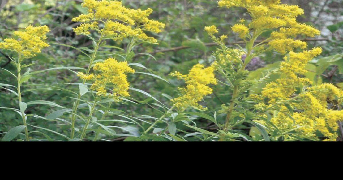 Goldenrod a useful wildflower Home & Garden
