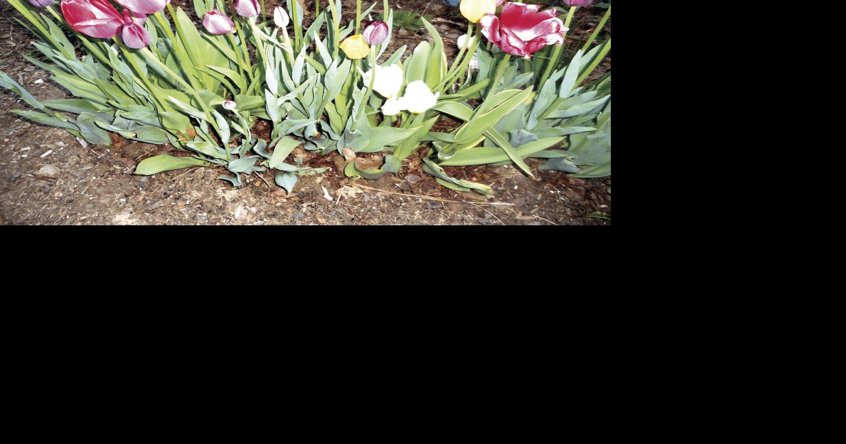 Appreciating the springtime tulip | Home & Garden | willistonobserver.com