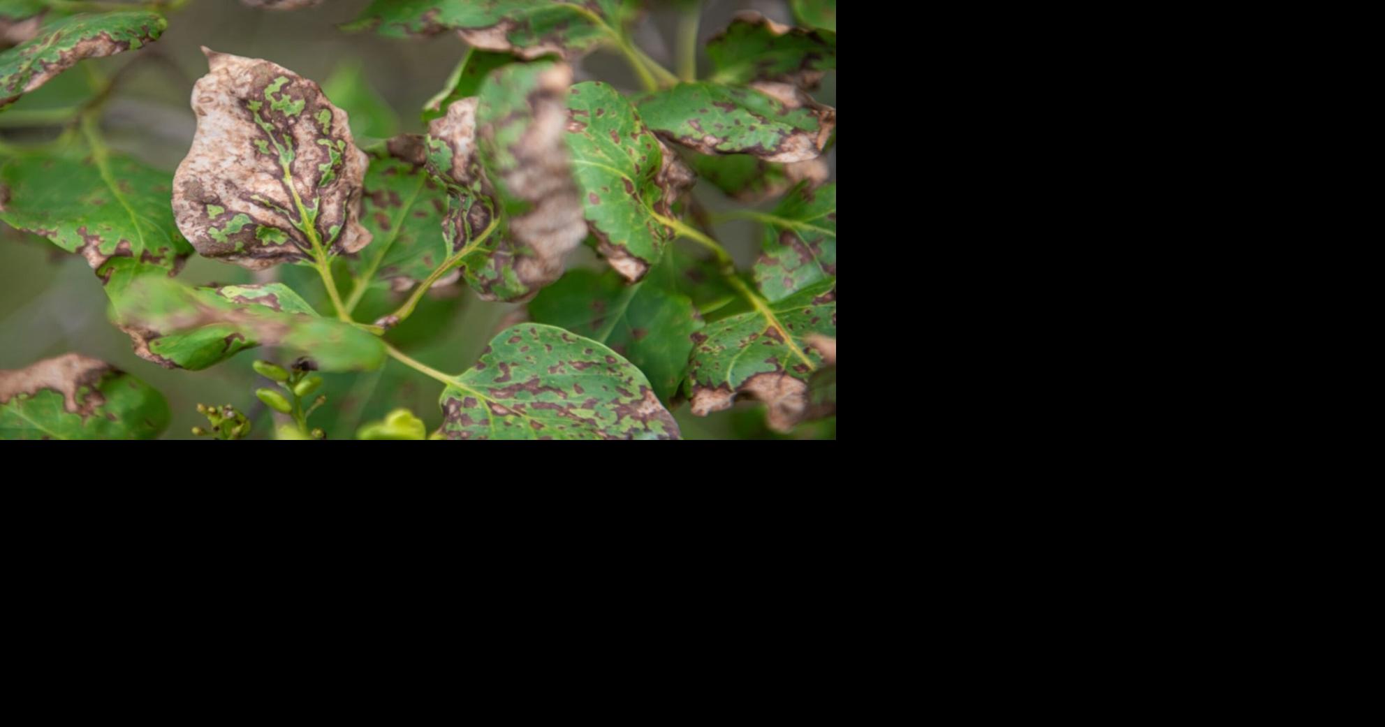 The rise of lilac leaf blight | Home & Garden | willistonobserver.com