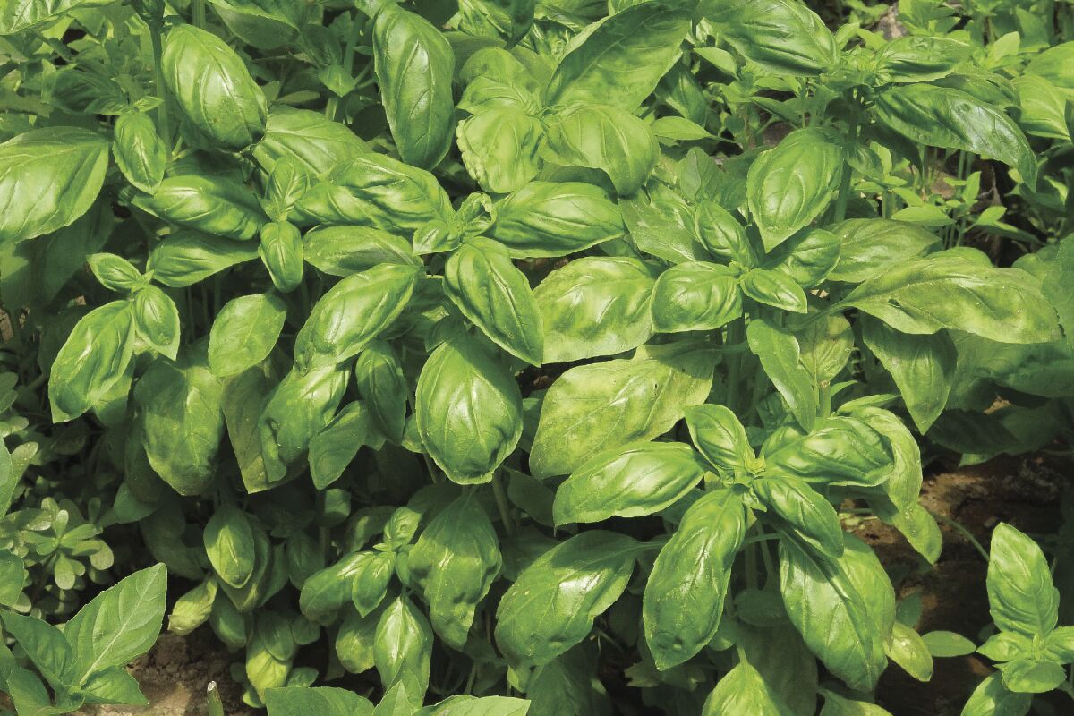 Turn to basil for year round flavor Home Garden