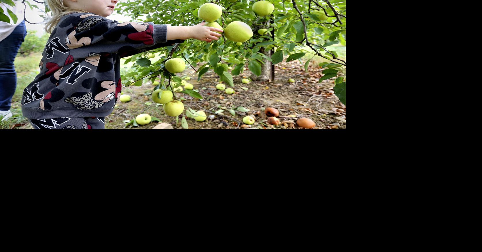 Apple of her eye Winchester Star