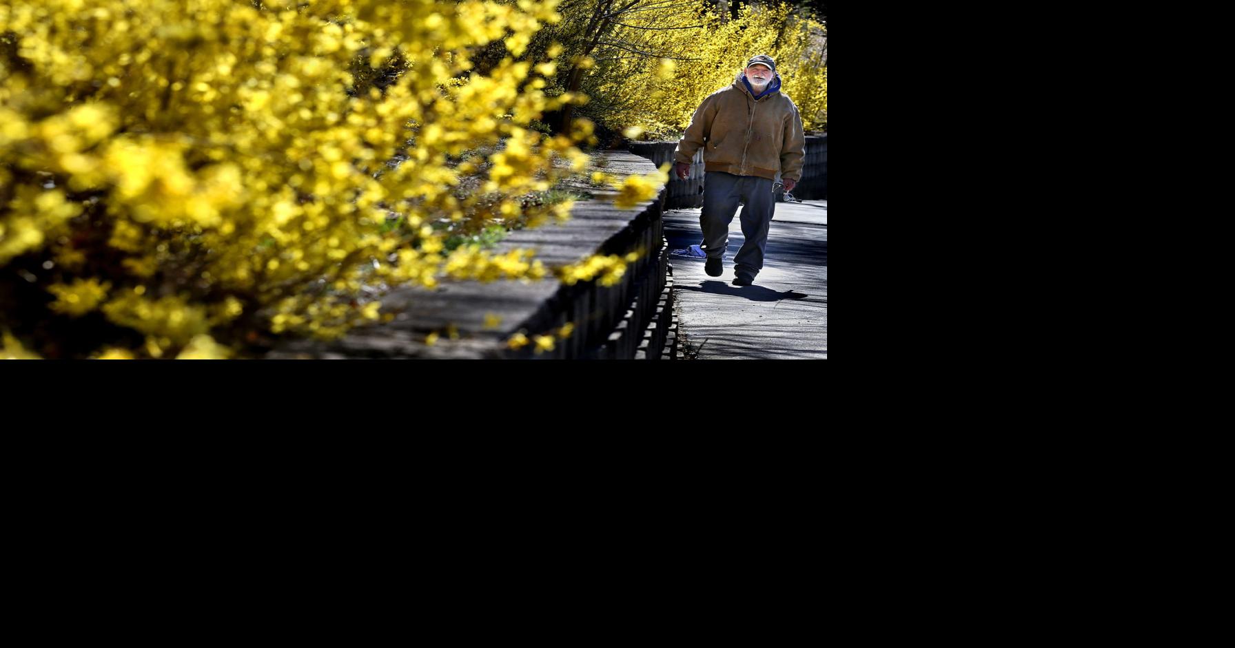 Forsythia and fishing Winchester Star