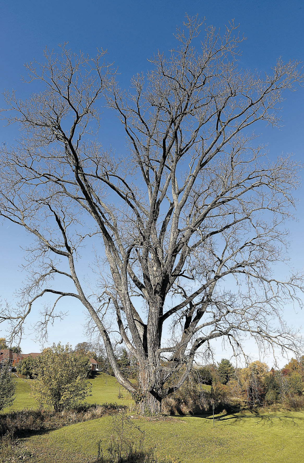 Impressive Whittier Park tree’s history a mystery Winchester