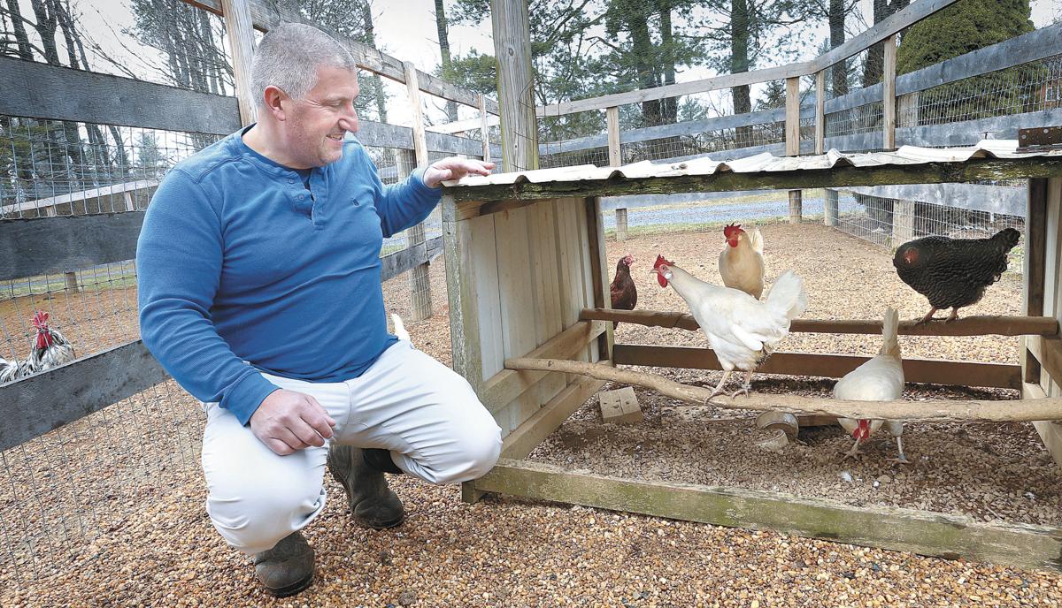 Backyard Chickens Trend Is Coming Home To Roost Clarke County Winchesterstar Com