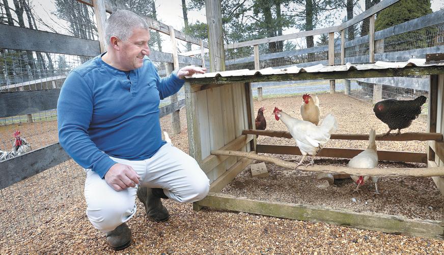 Backyard chickens trend is coming home to roost Clarke County