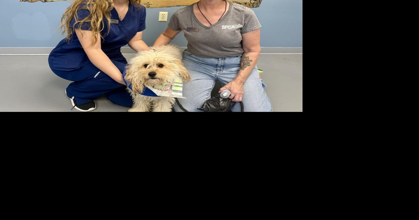 Second Chance: A pet adoption story