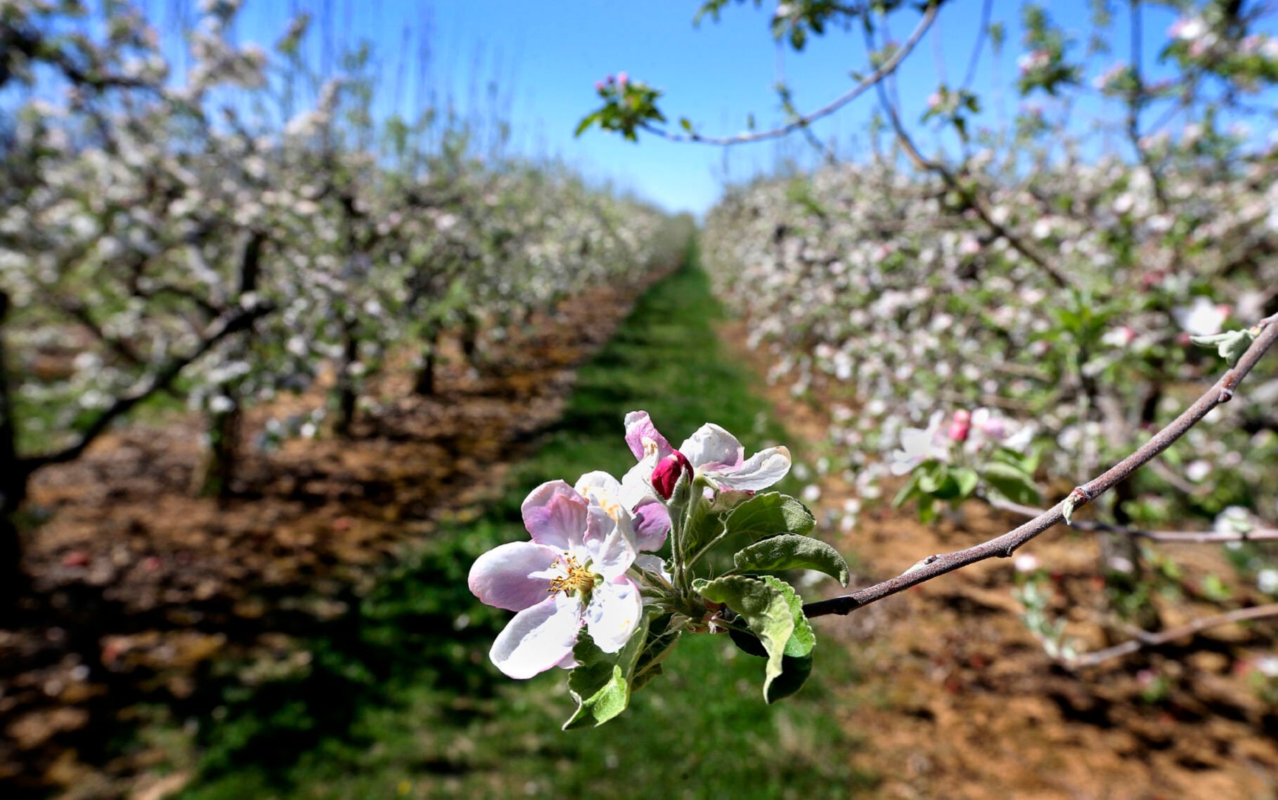 Apple blossom time | Winchester Star | winchesterstar.com