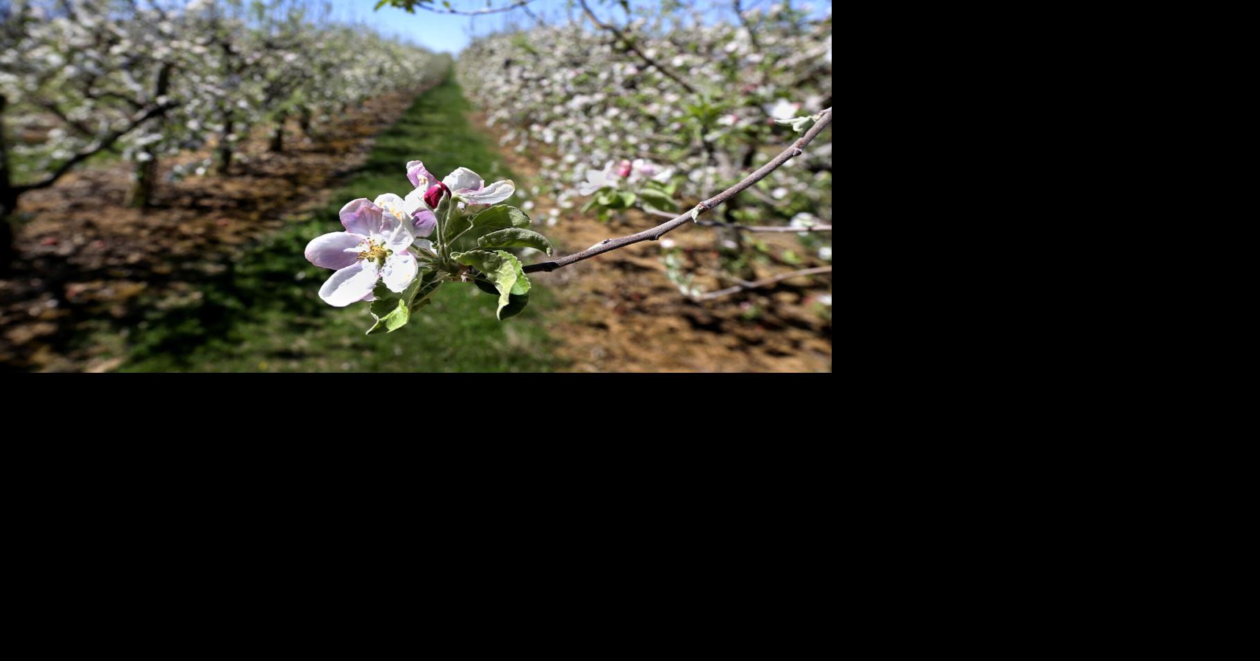 Apple blossom time | Winchester Star | winchesterstar.com