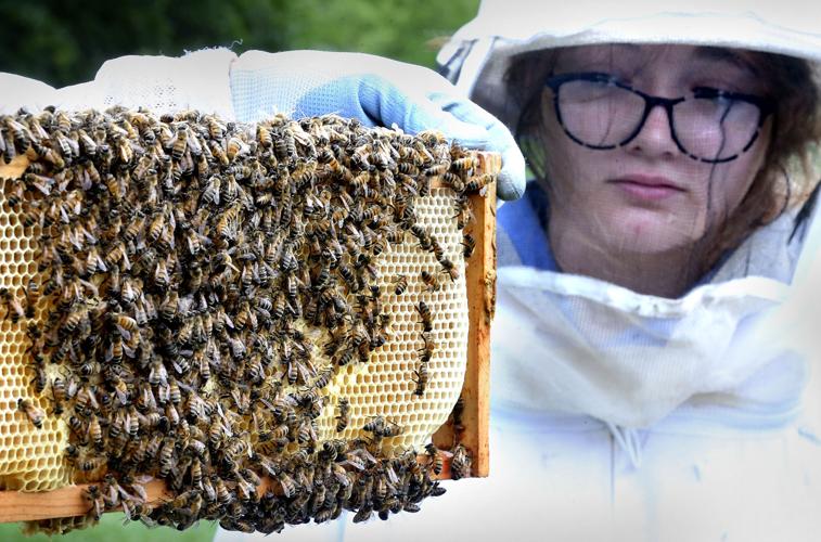 Sweet spot: Governor's school students get primer on honey bees ...