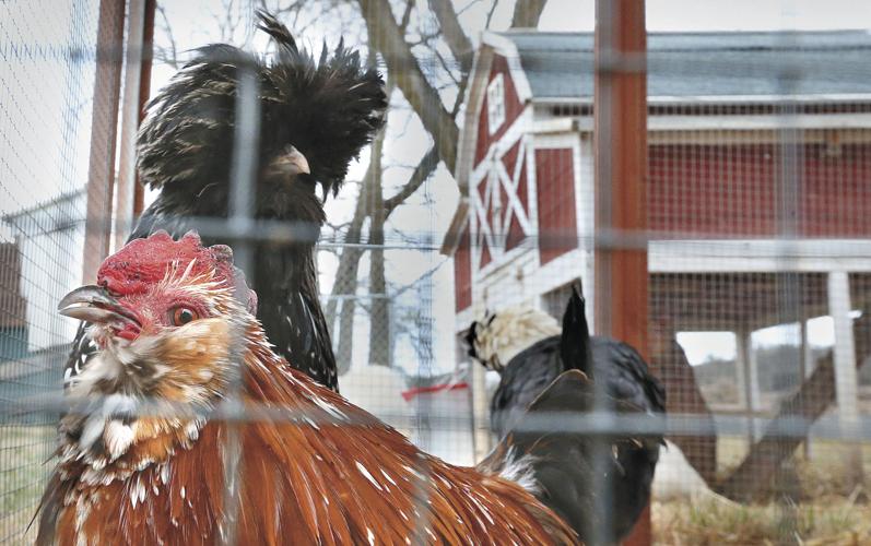 Backyard chickens trend is coming home to roost Clarke County