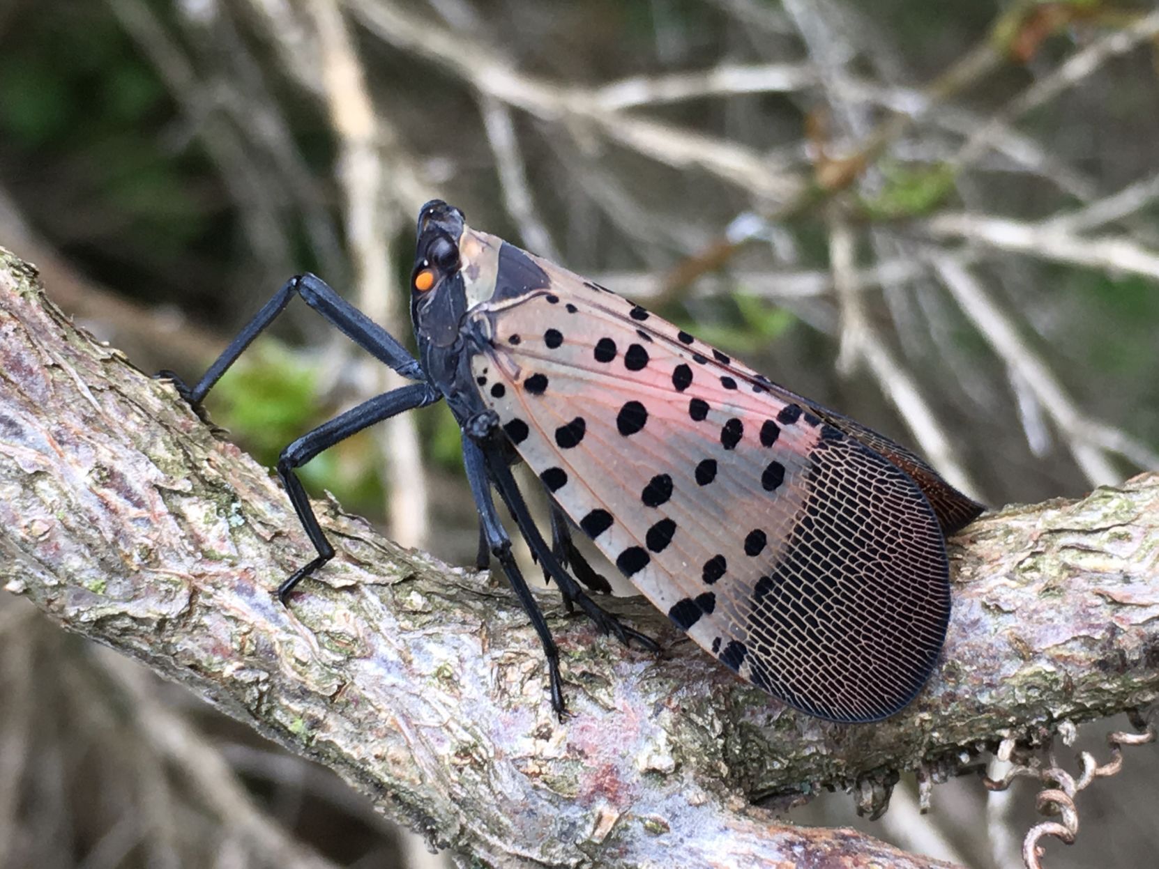 japanese lantern fly