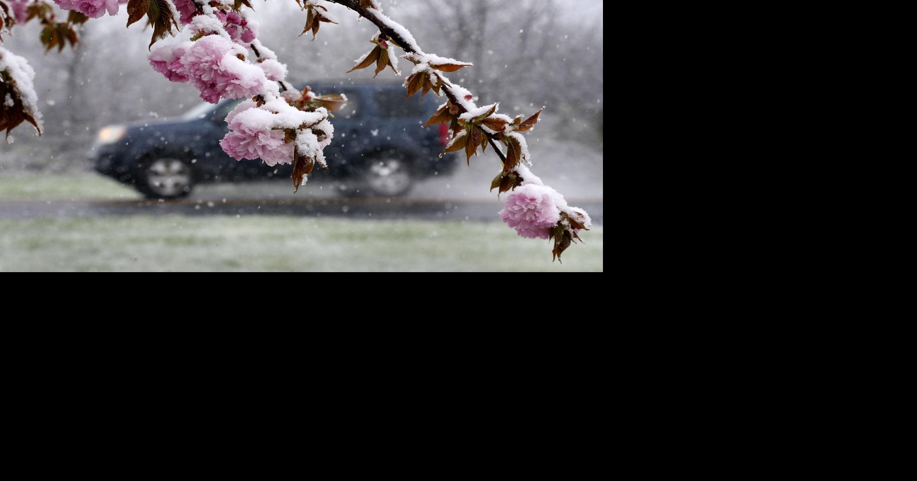 Snowfall makes a rare midApril appearance Winchester Star