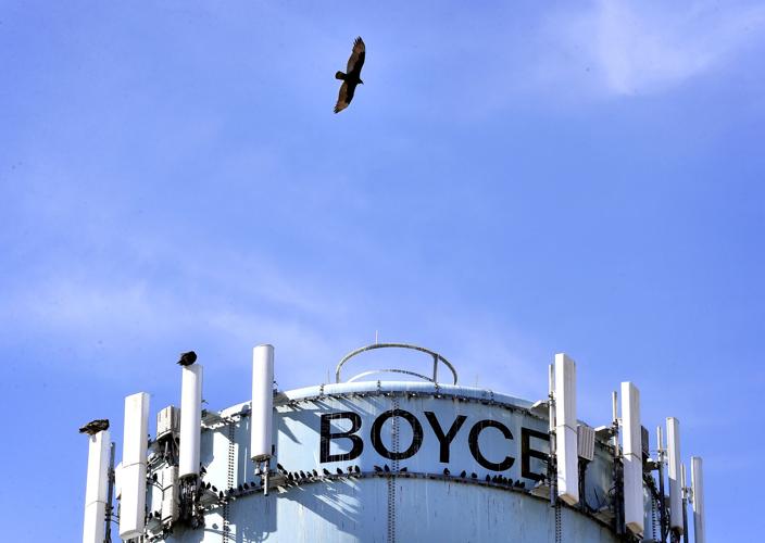 Buzzards a bane for Boyce Winchester Star