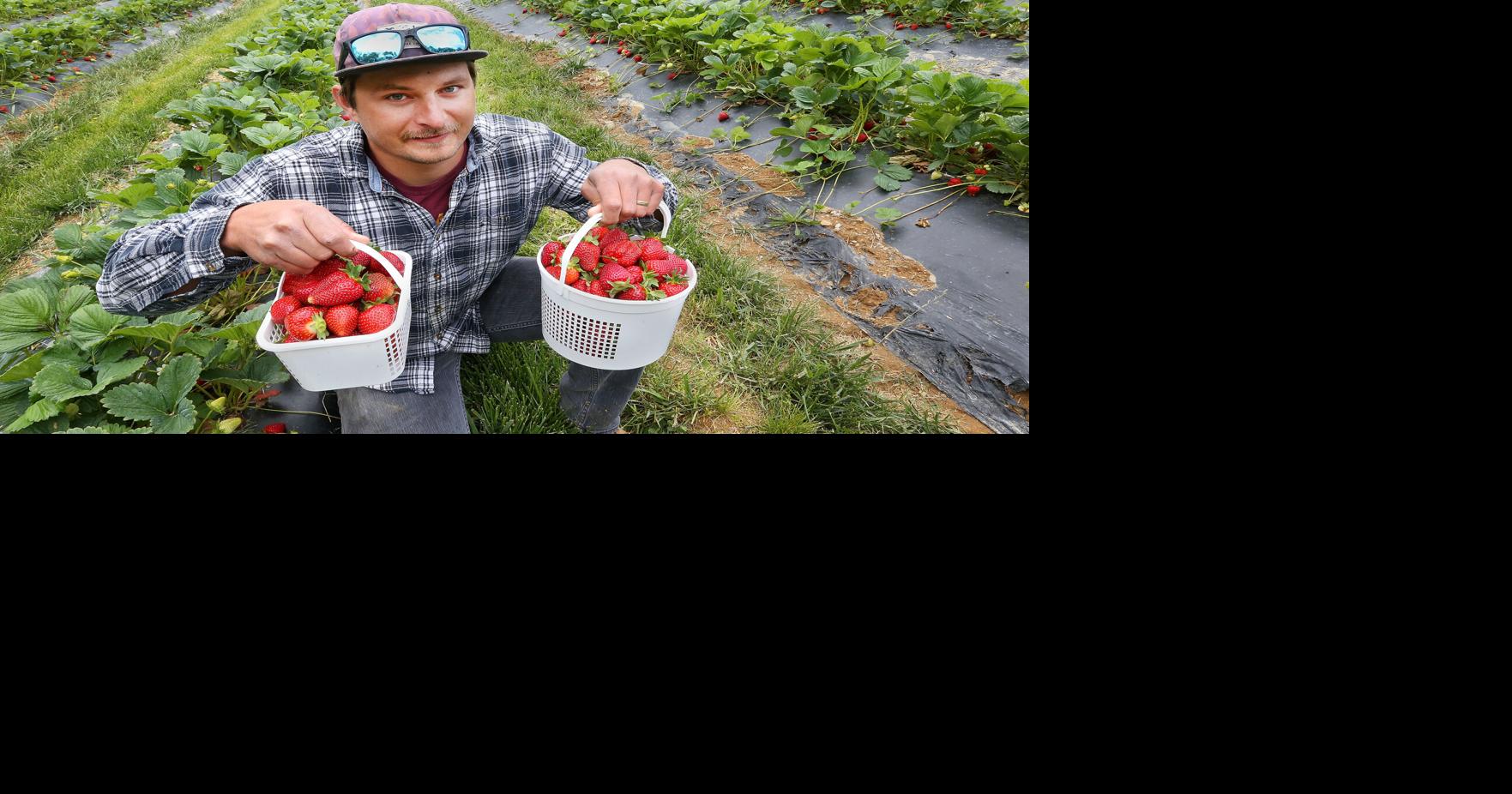 Mother Nature leaves fruit growers reeling