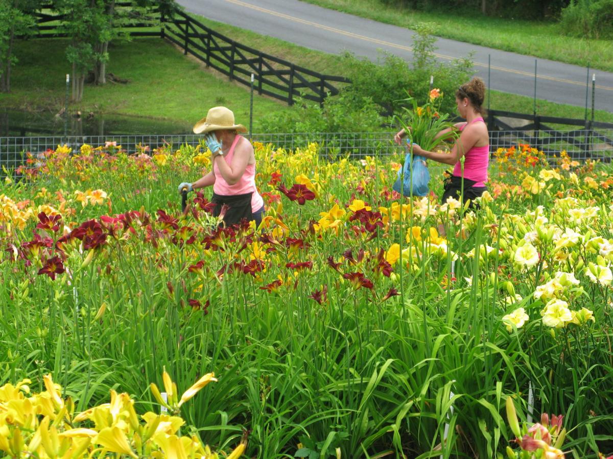 Daylily Fundraiser A Blooming Success For Healthy Families