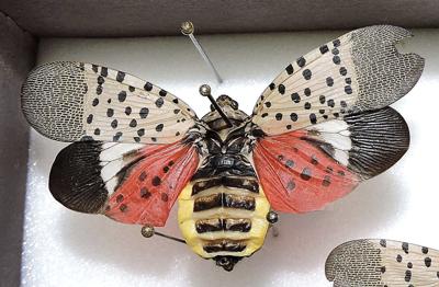 Spotted Lanternfly