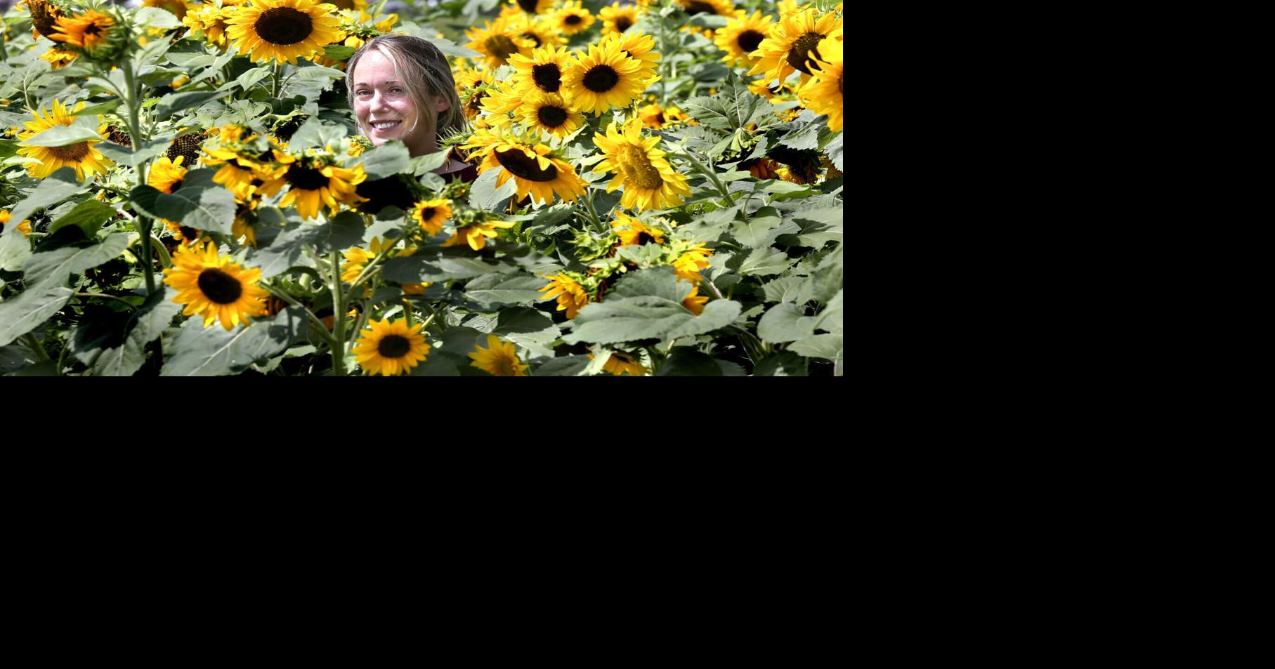 Celebrating sunflowers Winchester Star