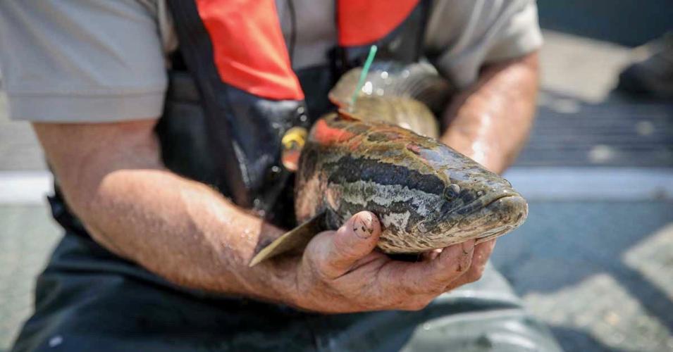 Invasive snakeheads found in Lake Frederick, Winchester Star