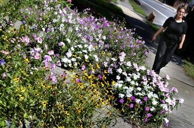 Flowery front yard