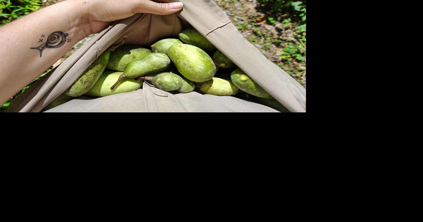 A tasty adventure: Tips for foraging pawpaws, persimmons, mushrooms and more | Winchester Star