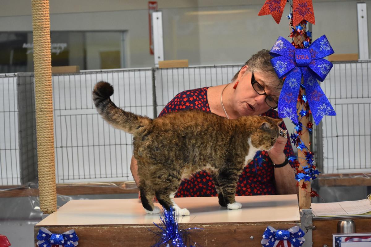 Competition Fur Ocious At Cat Show Winchester Star