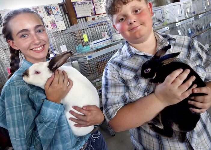 Big hop in number of rabbits being exhibited at fair Winchester Star