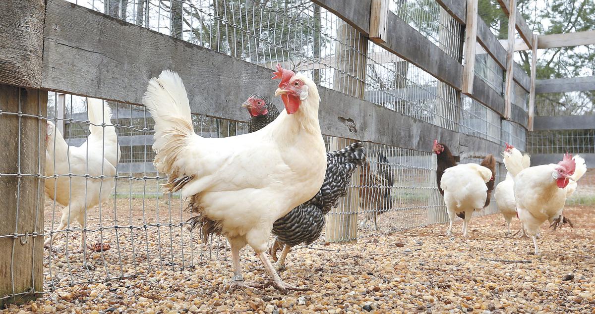 Backyard chickens trend is coming home to roost Clarke County