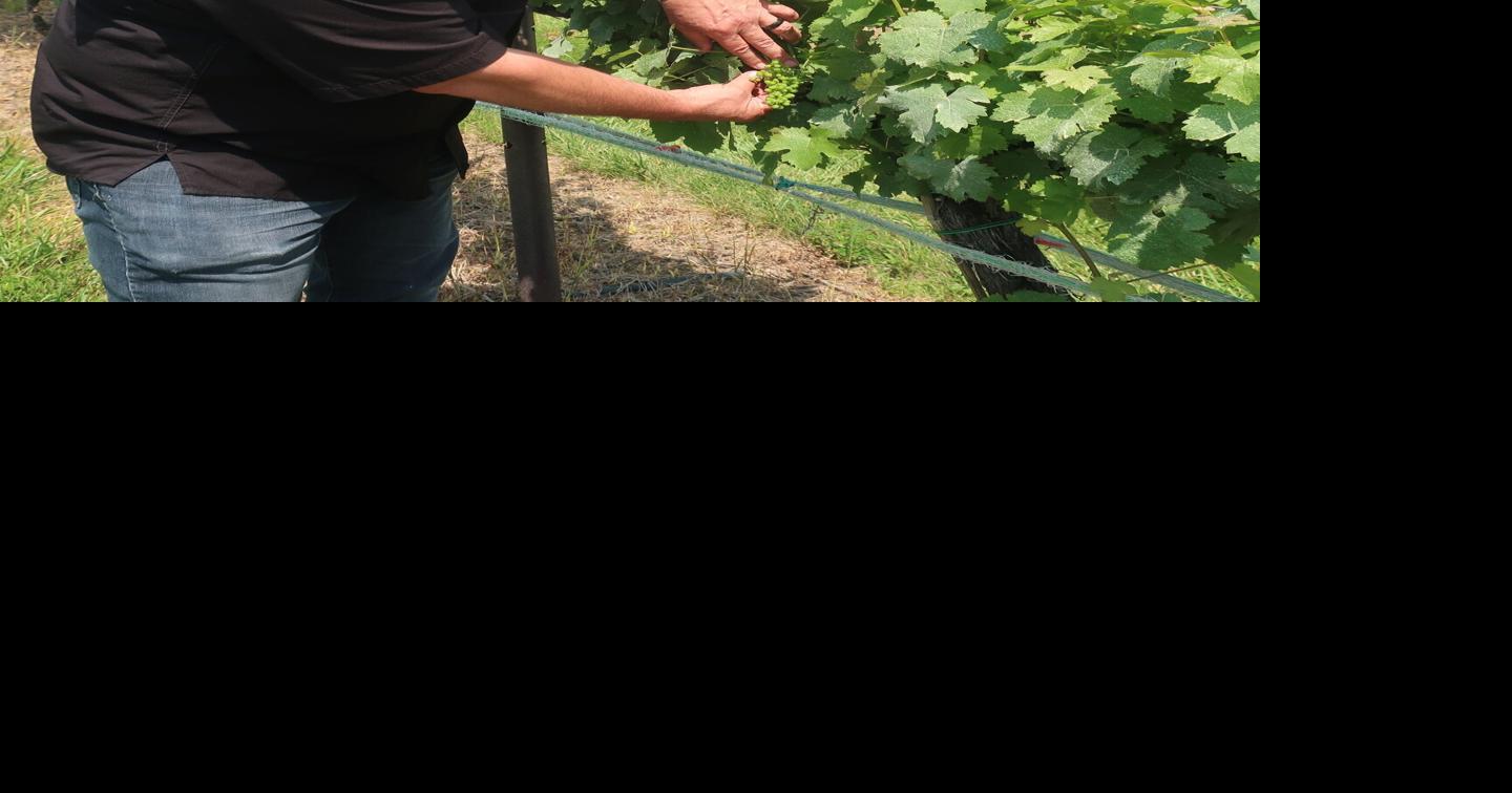Clarke County winemaker receives prestigious recognition